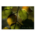 Theatrum Botanicum Beech ACEO Artist Trading Cards business cards