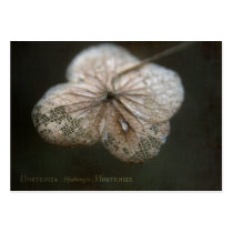 Theatrum Botanicum Hortensia ACEO ATC Cards business cards
