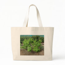 Theme Park Basil bags