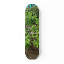Theme Park Basil skateboards by lifesphere Theme Park Basil skateboards