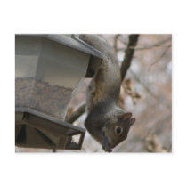 There Goes The Bird Seed Postcard