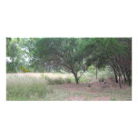 There's a dinosaur in the forest... customized photo card