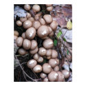 Theres a fungus... posters