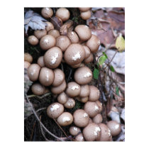 Theres a fungus... posters