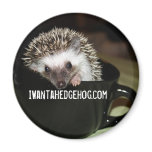 There's a hedgehog in my coffee magnets