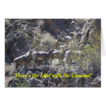 There's the Idiot with the Camera! Big Horn Sheep  cards