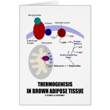 Thermogenesis In Brown Adipose Tissue Cards
