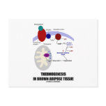 Thermogenesis In Brown Adipose Tissue Postcard