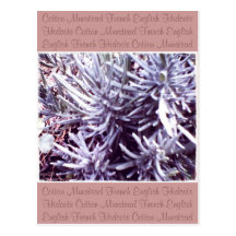 These Quiet Seasons February Lavendar Postcard