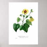 Thespesia sublobata print