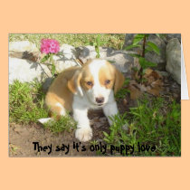 They say it's only puppy love cards