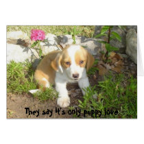 They say it's only puppy love cards