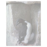 Thick-billed Murre with chick, Hudson Bay, NWT, Ca Personalized Letterhead
