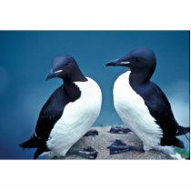 Thick-billed Murres, 1989 photo sculptures by animalpark Thick-billed Murres, 1989 photo sculptures