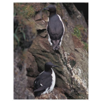 Thick-billed Murres on Hall Island flyers by animalpark Thick-billed Murres on Hall Island flyers