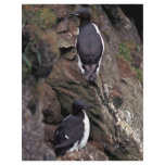 Thick-billed Murres on Hall Island flyers
