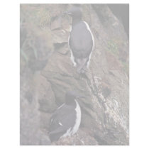 Thick-billed Murres on Hall Island Personalized Letterhead