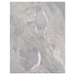 Thick-billed Murres on Hall Island Personalized Letterhead