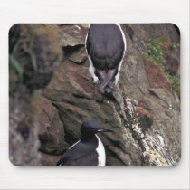 Thick-billed Murres on Hall Island Mousepads