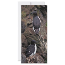 Thick-billed Murres on Hall Island rack cards by animalpark Thick-billed Murres on Hall Island rack cards