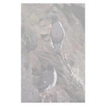 Thick-billed Murres on Hall Island Stationery