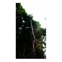 Thin Aerial Root posters