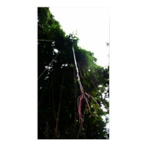 Thin Aerial Root posters