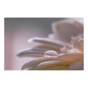 ~Things are beautiful if you love them~ posters by Janitka_Photography ~Things are beautiful if you love them~ posters