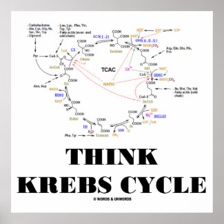 Think Krebs Cycle (Citric Acid Cycle - TCAC) Print