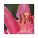 Think Pink Lily Magnet magnet