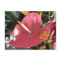 Think Pink postcards