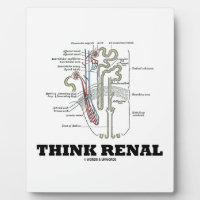 Think Renal (Nephron Anatomy Illustration) Photo Plaques
