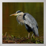 Thinking Heron Print
