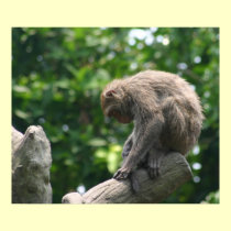 Thinking monkey Poster posters