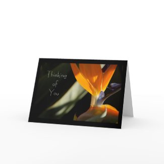THINKING OF YOU Bird-of-Paradise Card card