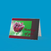 Thinking of You cards