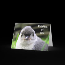 Thinking of You Card cards