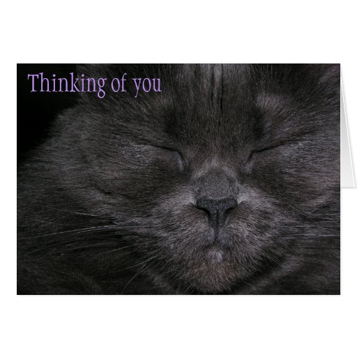 Thinking of you cat greeting card | Zazzle