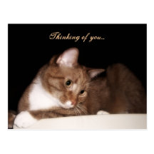Thinking of You (Cat) Postcard