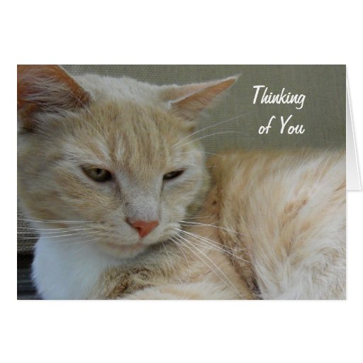 THINKING OF YOU Cute Cat Animal Custom Photograph Card Zazzle