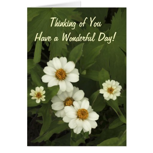 Thinking Of You Daisies Greeting Card 