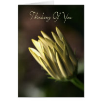 Thinking Of You - Daisy Bud cards