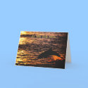 thinking of you ...dolphin sunset jump cards by rescue_ranch thinking of you ...dolphin sunset jump cards