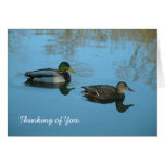 Thinking of You | Ducks cards