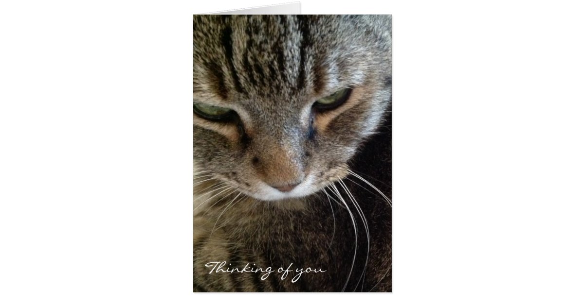 Thinking of You Funny Tabby Cat Card | Zazzle