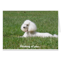 Thinking of you... greeting card