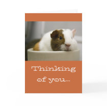 Thinking of You Guinea Pig Cards