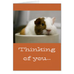 Thinking of You Guinea Pig Cards
