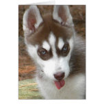 Thinking of you husky card