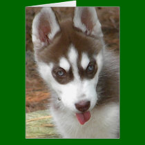 Thinking of you husky card cards